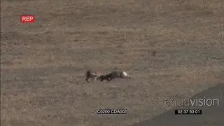 A pair of Pronghorn Antelopes fighting around the herd WS
