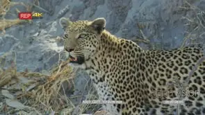 Leopard slowly walking inside trees and stand in front of an anthill