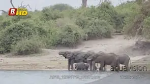 Courtship behaviour of young and adult African Elephant herd standing.