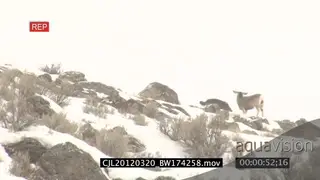 Gray Wolf running around on snowy prairie trying to hunt Elk Antelope LA XLS PAN