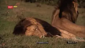 [2] Male Lions [1] sleeping while the other is sitting and looking out for prey