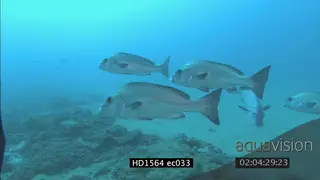 Sailfin Rubberlips swimming together underwater in ocean passing by Sardines LS TRA