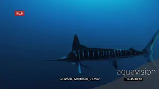 Marlin sailfish swim past in deep blue ocean UW