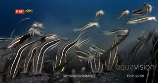 CU of school of striped eel catfish hunting, sucking on the sea sand