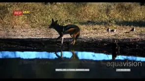 Black-backed jackal nervously comes to the water to drink