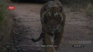 Tiger stalking towards camera on dirt road HAND HELD AmCam