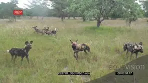 A Pack of African Wild Dogs Running and Sniffing around the field Searching for Food and.
