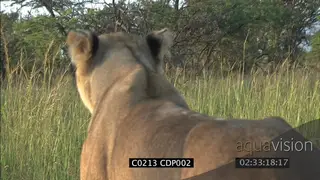 POV lion behind Lioness CU
