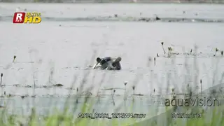 Hippo submerging, eyes, wiggling ears and nostrils blowing and breathing above the water.