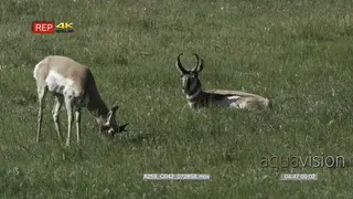 Pronghorn Antelope standing grazing on prairie and another laying down, during daytime.