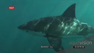 Great white shark gently swimming underwater in ocean passing by camera UW HAND