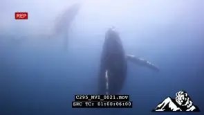 Humpback Whales migration over Protea Banks UW