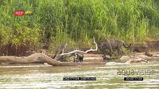 Jaguar (Panthera onca) hunting along riverbank, in the Pantanal wetlands, Brazil