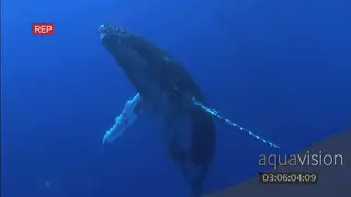 Humpback calf whale swimming around UW