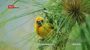 Cape weaver building a nest 4 threading grass