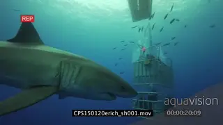 Great White Shark swimming underwater in ocean passing by people diving in cages MWS…