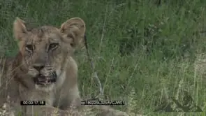 Young Lion cub Sitting Looking around the file Breathing Heavily GREEN