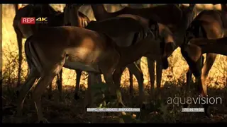 A Herd of Impala standing looking at a pair of Impalas play fighting