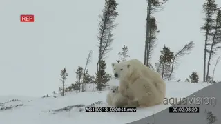 Polar bear mother Protective scouting rolling around in snow scratching back cubs trying.