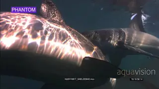 Large Great White shark swims towards the camera.