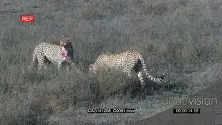 Cheetah's feeding on Savannah, ZI, HA, Juveniles eating on prey.