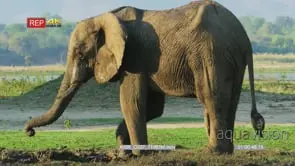 Elephant bull spraying itself with mud
