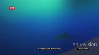 Great White Shark swimming underwater in ocean passing by camera MLS TD HAND