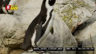 African Penguin standing, searching and shaking its head.