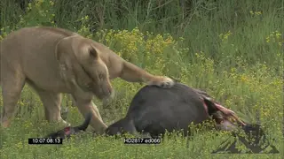 African Lioness sitting and runs off to play and feed on Blue Wildebeest carcass.