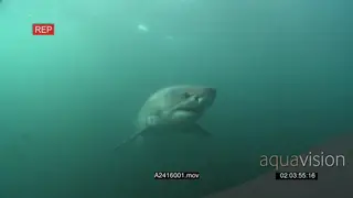 Great White Sharks (2) cruising around UW in GREEN ocean PAN HAND