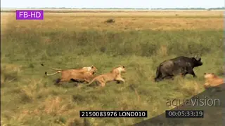 Cape Buffalo and Lion Interaction sequence