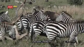A Large Dazzle of Zebras and A herd of Blue Wildebeest standing moving walking and [1].