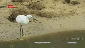 Little egret standing on the bank of stream