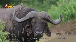 Cape Buffalo bull standing and looking at camera with a Red-billed weaver standing on its.
