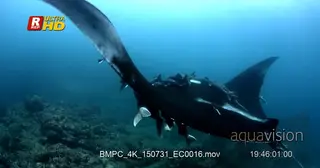 WS of a giant Manta ray that is heavily laden with Remora's glides in the sea.