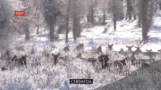 Scenes of Elk herd walking on prairie during snowfall XWS WS