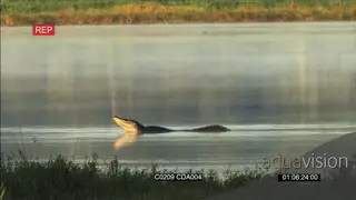 Male American Alligator displaying a matting behaviour WS