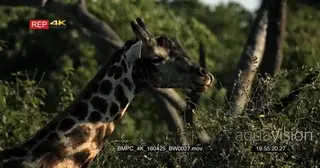 CU Shot of a Giraffe feeding on tree leaves