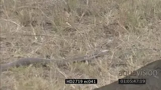 Mozambique Spitting Cobra crawling through grass MLS ZI MS PAN
