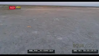 Aerial Drone African lioness in the distance walking over bushveld salt-pan