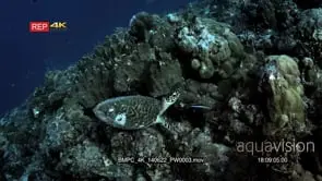 A Green Sea Turtle,Chelonia mydas eating off the coral reef.