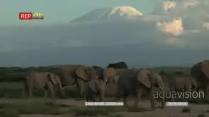 Elephant herd grazing together with mount Kilimanjaro in background