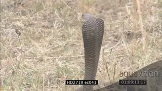 Mozambique Spitting Cobra laying on grass looking around MS