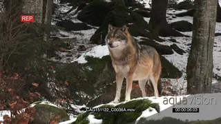 Gray Wolf standing and looking around in snowy forest LS ZI MS