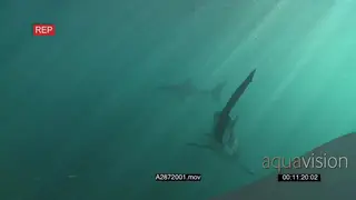 A pair of Great white sharks gently swimming underwater in ocean and one passing by.