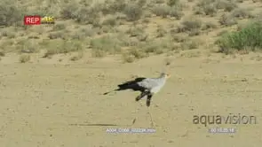 Secretary bird walking into and out of frame