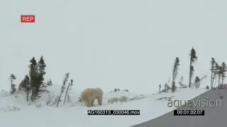 Polar bear mother sliding around on its back cubs nearby playing investigating area