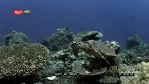 CU of a Hawksbill Turtle, Eretmochelys imbricata swimming over the reef