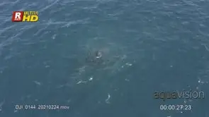School of Sardine fishes bait ball travelling, ditching predators from feeding on them