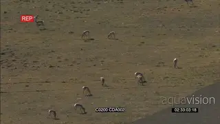 A herd of Pronghorn Antelopes standing and grazing AERIAL